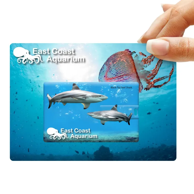 Credit Card Flash Drive  - Backing Card